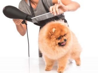 Стрижений померанський шпіц (31 фото): підстрижений білий карликовий шпіц після процедури. Як правильно стригти вуха?