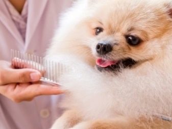 Стрижений померанський шпіц (31 фото): підстрижений білий карликовий шпіц після процедури. Як правильно стригти вуха?