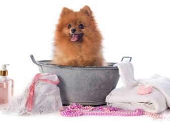 Стрижений померанський шпіц (31 фото): підстрижений білий карликовий шпіц після процедури. Як правильно стригти вуха?