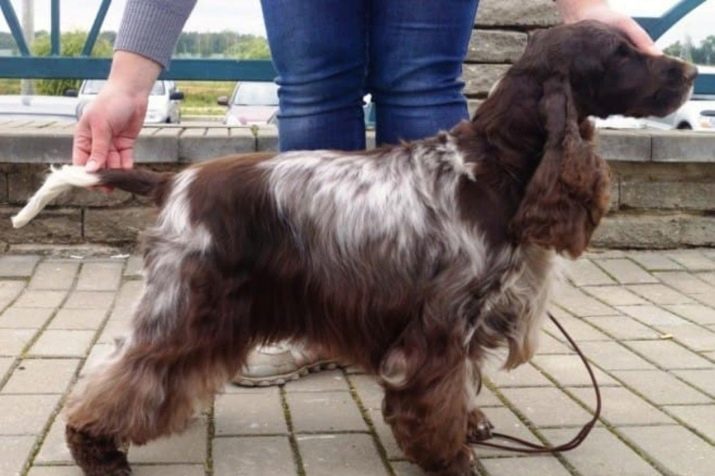 Стрижка кокер-спанієля (25 фото): як підстригти кокера в домашніх умовах машинкою? Види і схеми стрижок