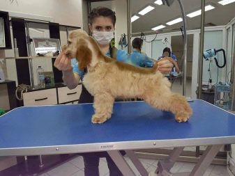 Стрижка кокер-спанієля (25 фото): як підстригти кокера в домашніх умовах машинкою? Види і схеми стрижок