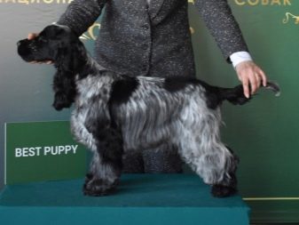 Стрижка кокер-спанієля (25 фото): як підстригти кокера в домашніх умовах машинкою? Види і схеми стрижок