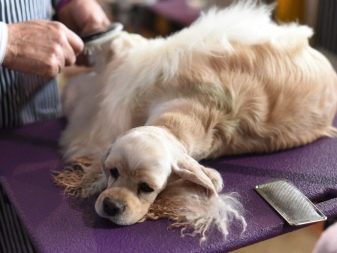Стрижка кокер-спанієля (25 фото): як підстригти кокера в домашніх умовах машинкою? Види і схеми стрижок