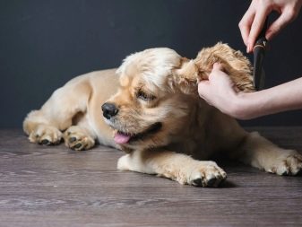 Стрижка кокер-спанієля (25 фото): як підстригти кокера в домашніх умовах машинкою? Види і схеми стрижок