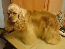 Стрижка кокер-спанієля (25 фото): як підстригти кокера в домашніх умовах машинкою? Види і схеми стрижок