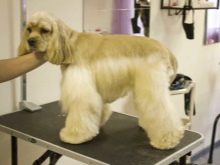 Стрижка кокер-спанієля (25 фото): як підстригти кокера в домашніх умовах машинкою? Види і схеми стрижок