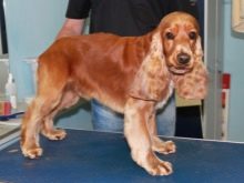 Стрижка кокер-спанієля (25 фото): як підстригти кокера в домашніх умовах машинкою? Види і схеми стрижок