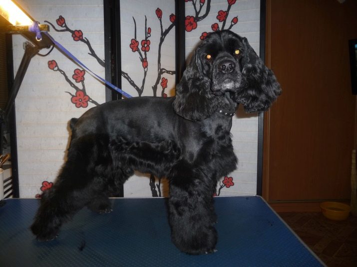 Стрижка кокер-спанієля (25 фото): як підстригти кокера в домашніх умовах машинкою? Види і схеми стрижок