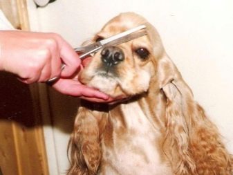 Стрижка кокер-спанієля (25 фото): як підстригти кокера в домашніх умовах машинкою? Види і схеми стрижок