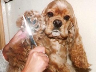 Стрижка кокер-спанієля (25 фото): як підстригти кокера в домашніх умовах машинкою? Види і схеми стрижок