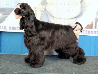 Стрижка кокер-спанієля (25 фото): як підстригти кокера в домашніх умовах машинкою? Види і схеми стрижок