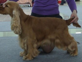 Стрижка кокер-спанієля (25 фото): як підстригти кокера в домашніх умовах машинкою? Види і схеми стрижок