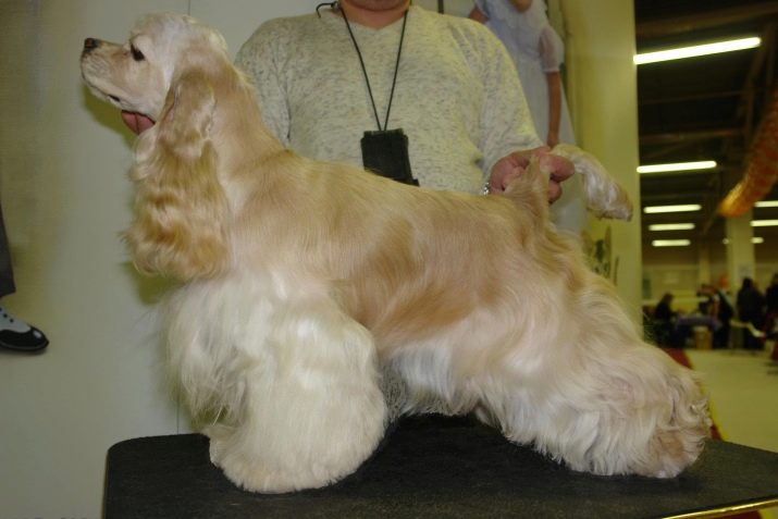 Стрижка кокер-спанієля (25 фото): як підстригти кокера в домашніх умовах машинкою? Види і схеми стрижок