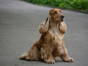 Стрижка кокер-спанієля (25 фото): як підстригти кокера в домашніх умовах машинкою? Види і схеми стрижок