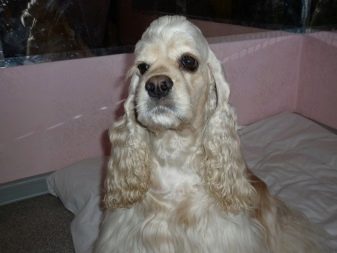 Стрижка кокер-спанієля (25 фото): як підстригти кокера в домашніх умовах машинкою? Види і схеми стрижок