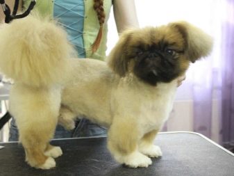 Стрижка пекінеса (27 фото): що таке грумінг і навіщо він потрібен? Чому собаки поводяться дивно після стрижки і що з цим робити? Особливості стрижка цуценят в домашніх умовах ножицями. Як зробити стрижку під лева і під плюш?