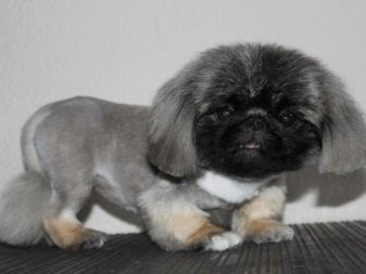 Стрижка пекінеса (27 фото): що таке грумінг і навіщо він потрібен? Чому собаки поводяться дивно після стрижки і що з цим робити? Особливості стрижка цуценят в домашніх умовах ножицями. Як зробити стрижку під лева і під плюш?