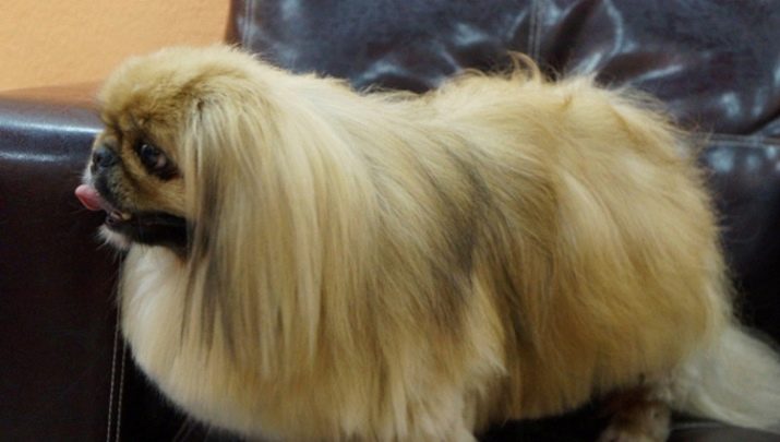 Стрижка пекінеса (27 фото): що таке грумінг і навіщо він потрібен? Чому собаки поводяться дивно після стрижки і що з цим робити? Особливості стрижка цуценят в домашніх умовах ножицями. Як зробити стрижку під лева і під плюш?