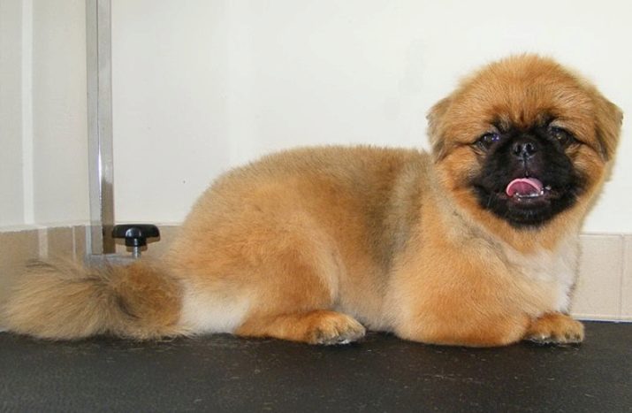 Стрижка пекінеса (27 фото): що таке грумінг і навіщо він потрібен? Чому собаки поводяться дивно після стрижки і що з цим робити? Особливості стрижка цуценят в домашніх умовах ножицями. Як зробити стрижку під лева і під плюш?