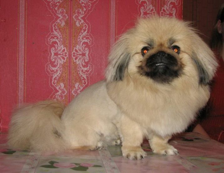 Стрижка пекінеса (27 фото): що таке грумінг і навіщо він потрібен? Чому собаки поводяться дивно після стрижки і що з цим робити? Особливості стрижка цуценят в домашніх умовах ножицями. Як зробити стрижку під лева і під плюш?