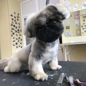 Стрижка пекінеса (27 фото): що таке грумінг і навіщо він потрібен? Чому собаки поводяться дивно після стрижки і що з цим робити? Особливості стрижка цуценят в домашніх умовах ножицями. Як зробити стрижку під лева і під плюш?