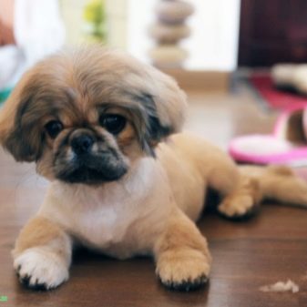 Стрижка пекінеса (27 фото): що таке грумінг і навіщо він потрібен? Чому собаки поводяться дивно після стрижки і що з цим робити? Особливості стрижка цуценят в домашніх умовах ножицями. Як зробити стрижку під лева і під плюш?
