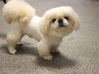 Стрижка пекінеса (27 фото): що таке грумінг і навіщо він потрібен? Чому собаки поводяться дивно після стрижки і що з цим робити? Особливості стрижка цуценят в домашніх умовах ножицями. Як зробити стрижку під лева і під плюш?