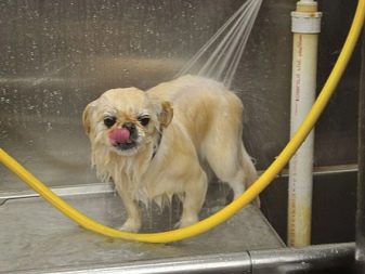 Стрижка пекінеса (27 фото): що таке грумінг і навіщо він потрібен? Чому собаки поводяться дивно після стрижки і що з цим робити? Особливості стрижка цуценят в домашніх умовах ножицями. Як зробити стрижку під лева і під плюш?