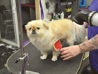 Стрижка пекінеса (27 фото): що таке грумінг і навіщо він потрібен? Чому собаки поводяться дивно після стрижки і що з цим робити? Особливості стрижка цуценят в домашніх умовах ножицями. Як зробити стрижку під лева і під плюш?