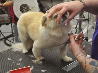 Стрижка пекінеса (27 фото): що таке грумінг і навіщо він потрібен? Чому собаки поводяться дивно після стрижки і що з цим робити? Особливості стрижка цуценят в домашніх умовах ножицями. Як зробити стрижку під лева і під плюш?