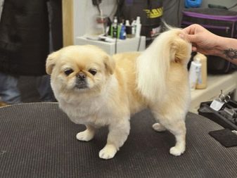 Стрижка пекінеса (27 фото): що таке грумінг і навіщо він потрібен? Чому собаки поводяться дивно після стрижки і що з цим робити? Особливості стрижка цуценят в домашніх умовах ножицями. Як зробити стрижку під лева і під плюш?