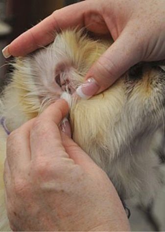 Стрижка пекінеса (27 фото): що таке грумінг і навіщо він потрібен? Чому собаки поводяться дивно після стрижки і що з цим робити? Особливості стрижка цуценят в домашніх умовах ножицями. Як зробити стрижку під лева і під плюш?