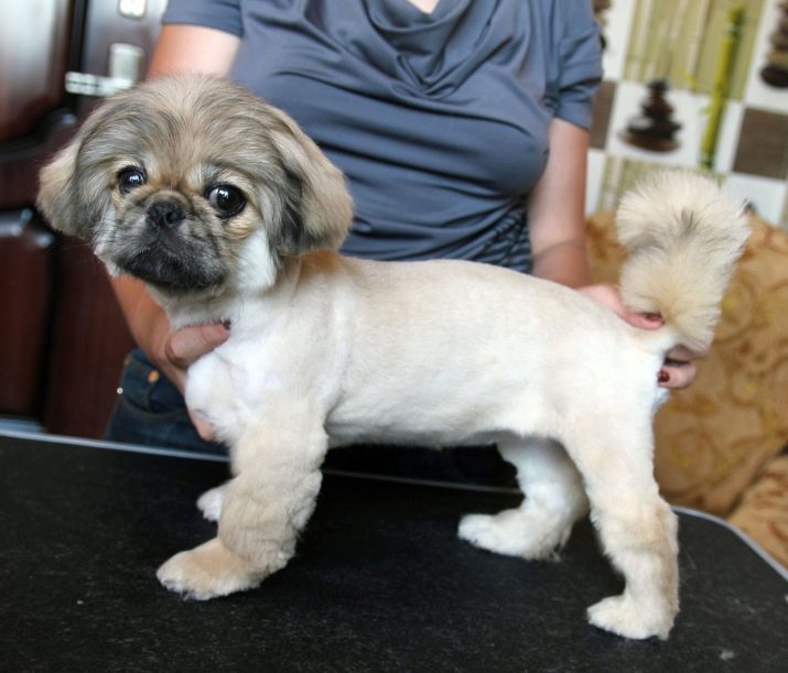 Стрижка пекінеса (27 фото): що таке грумінг і навіщо він потрібен? Чому собаки поводяться дивно після стрижки і що з цим робити? Особливості стрижка цуценят в домашніх умовах ножицями. Як зробити стрижку під лева і під плюш?