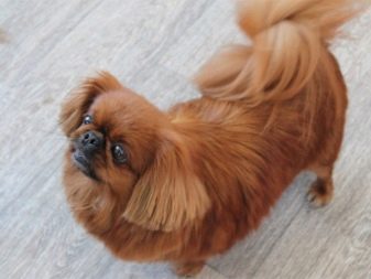 Стрижка пекінеса (27 фото): що таке грумінг і навіщо він потрібен? Чому собаки поводяться дивно після стрижки і що з цим робити? Особливості стрижка цуценят в домашніх умовах ножицями. Як зробити стрижку під лева і під плюш?