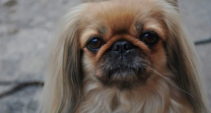 Стрижка пекінеса (27 фото): що таке грумінг і навіщо він потрібен? Чому собаки поводяться дивно після стрижки і що з цим робити? Особливості стрижка цуценят в домашніх умовах ножицями. Як зробити стрижку під лева і під плюш?