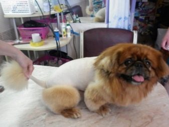 Стрижка пекінеса (27 фото): що таке грумінг і навіщо він потрібен? Чому собаки поводяться дивно після стрижки і що з цим робити? Особливості стрижка цуценят в домашніх умовах ножицями. Як зробити стрижку під лева і під плюш?