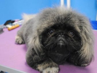 Стрижка пекінеса (27 фото): що таке грумінг і навіщо він потрібен? Чому собаки поводяться дивно після стрижки і що з цим робити? Особливості стрижка цуценят в домашніх умовах ножицями. Як зробити стрижку під лева і під плюш?