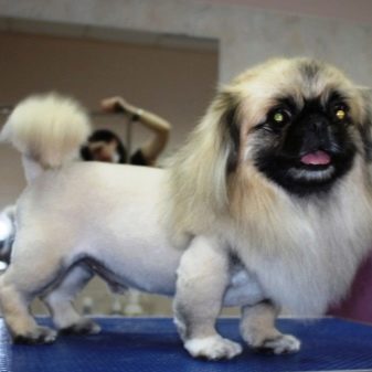 Стрижка пекінеса (27 фото): що таке грумінг і навіщо він потрібен? Чому собаки поводяться дивно після стрижки і що з цим робити? Особливості стрижка цуценят в домашніх умовах ножицями. Як зробити стрижку під лева і під плюш?