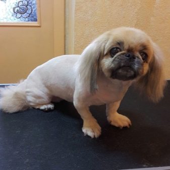 Стрижка пекінеса (27 фото): що таке грумінг і навіщо він потрібен? Чому собаки поводяться дивно після стрижки і що з цим робити? Особливості стрижка цуценят в домашніх умовах ножицями. Як зробити стрижку під лева і під плюш?