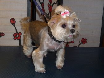 Стрижка ши-тцу (26 фото): грумінг дівчаток і хлопчиків, коротка стрижка «плюшевий ведмедик» для цуценяти. Як правильно підстригти морду в домашніх умовах?