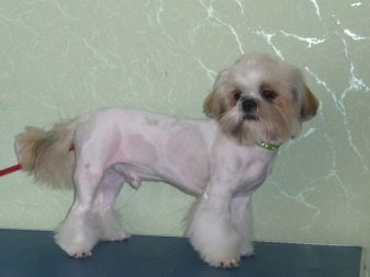 Стрижка ши-тцу (26 фото): грумінг дівчаток і хлопчиків, коротка стрижка «плюшевий ведмедик» для цуценяти. Як правильно підстригти морду в домашніх умовах?