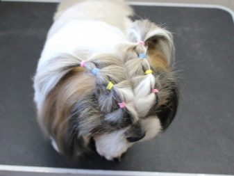 Стрижка ши-тцу (26 фото): грумінг дівчаток і хлопчиків, коротка стрижка «плюшевий ведмедик» для цуценяти. Як правильно підстригти морду в домашніх умовах?