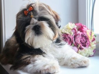 Стрижка ши-тцу (26 фото): грумінг дівчаток і хлопчиків, коротка стрижка «плюшевий ведмедик» для цуценяти. Як правильно підстригти морду в домашніх умовах?