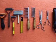 Стрижка ши-тцу (26 фото): грумінг дівчаток і хлопчиків, коротка стрижка «плюшевий ведмедик» для цуценяти. Як правильно підстригти морду в домашніх умовах?