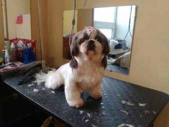 Стрижка ши-тцу (26 фото): грумінг дівчаток і хлопчиків, коротка стрижка «плюшевий ведмедик» для цуценяти. Як правильно підстригти морду в домашніх умовах?