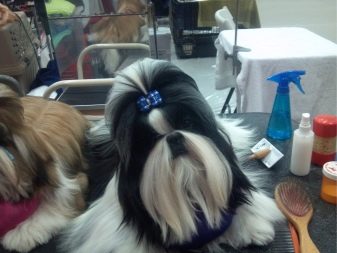 Стрижка ши-тцу (26 фото): грумінг дівчаток і хлопчиків, коротка стрижка «плюшевий ведмедик» для цуценяти. Як правильно підстригти морду в домашніх умовах?