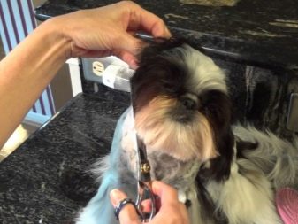 Стрижка ши-тцу (26 фото): грумінг дівчаток і хлопчиків, коротка стрижка «плюшевий ведмедик» для цуценяти. Як правильно підстригти морду в домашніх умовах?