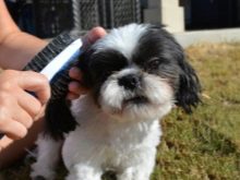 Стрижка ши-тцу (26 фото): грумінг дівчаток і хлопчиків, коротка стрижка «плюшевий ведмедик» для цуценяти. Як правильно підстригти морду в домашніх умовах?