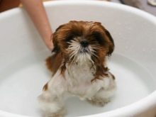 Стрижка ши-тцу (26 фото): грумінг дівчаток і хлопчиків, коротка стрижка «плюшевий ведмедик» для цуценяти. Як правильно підстригти морду в домашніх умовах?