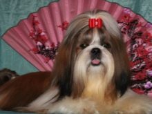 Стрижка ши-тцу (26 фото): грумінг дівчаток і хлопчиків, коротка стрижка «плюшевий ведмедик» для цуценяти. Як правильно підстригти морду в домашніх умовах?